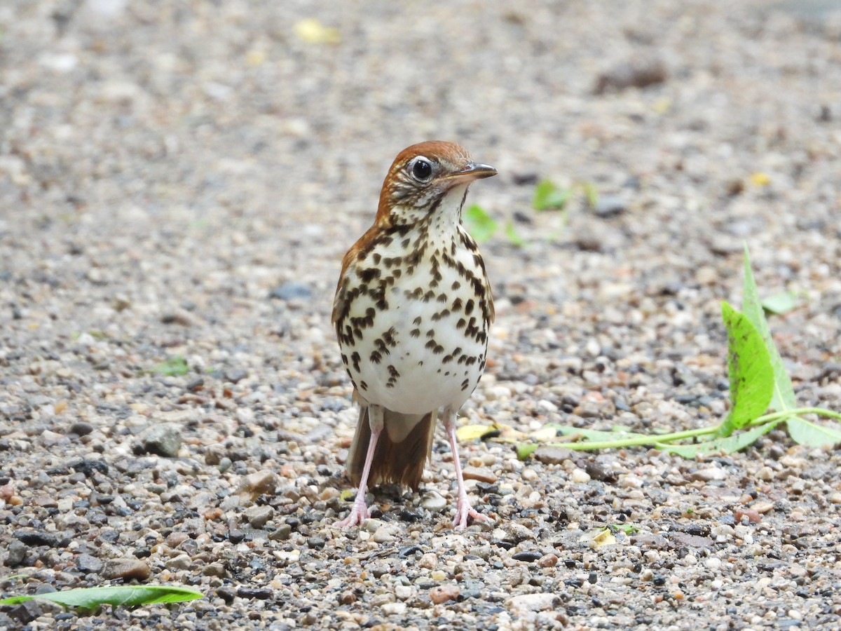 Wood Thrush - ML659398064