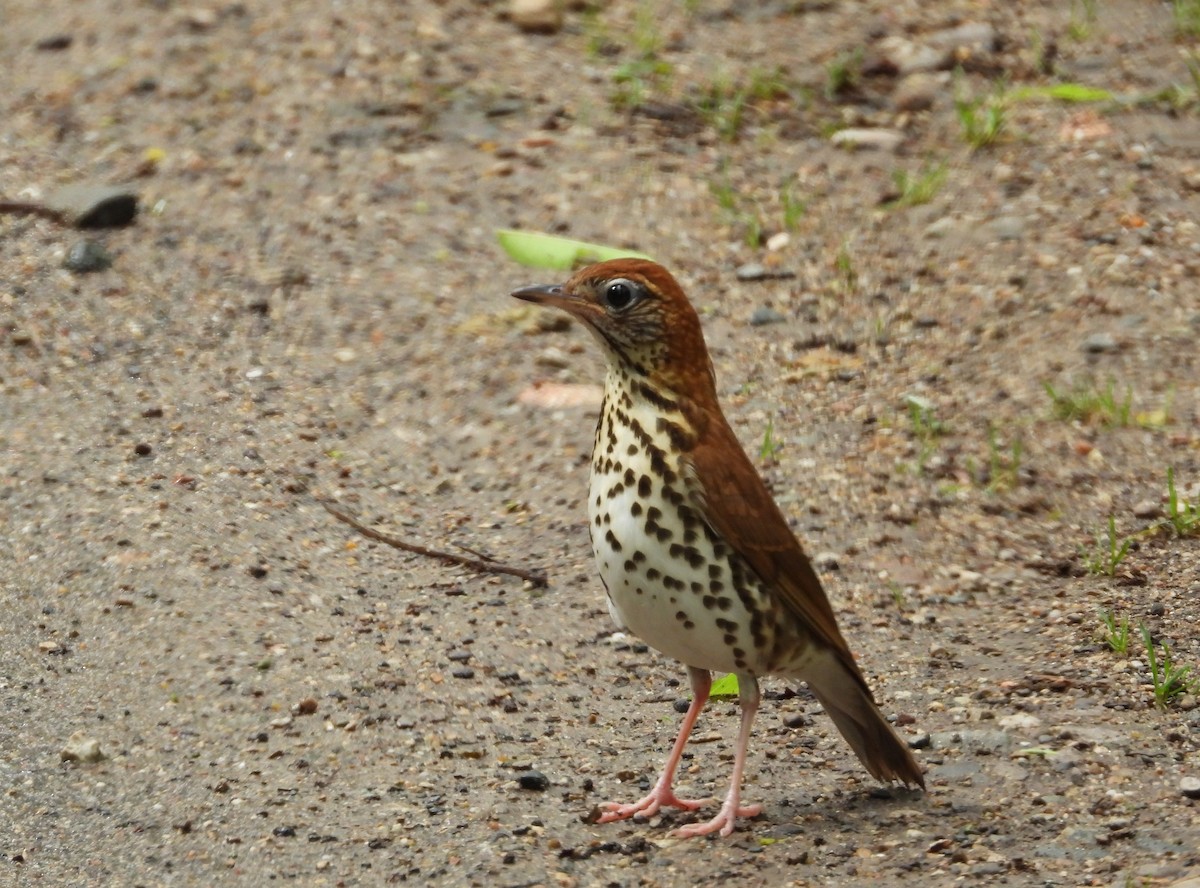 Wood Thrush - ML659398087