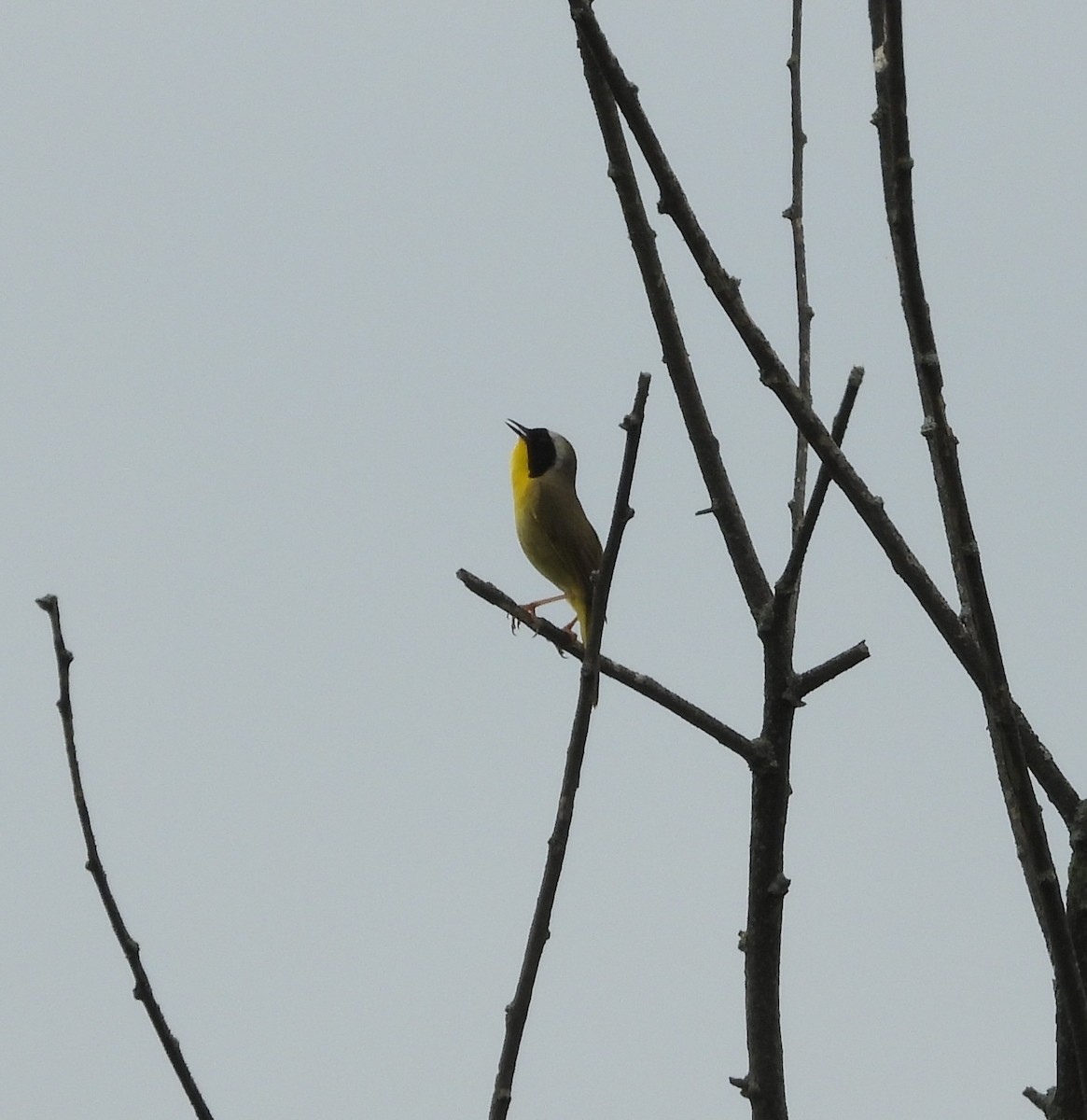 Common Yellowthroat - ML659398109