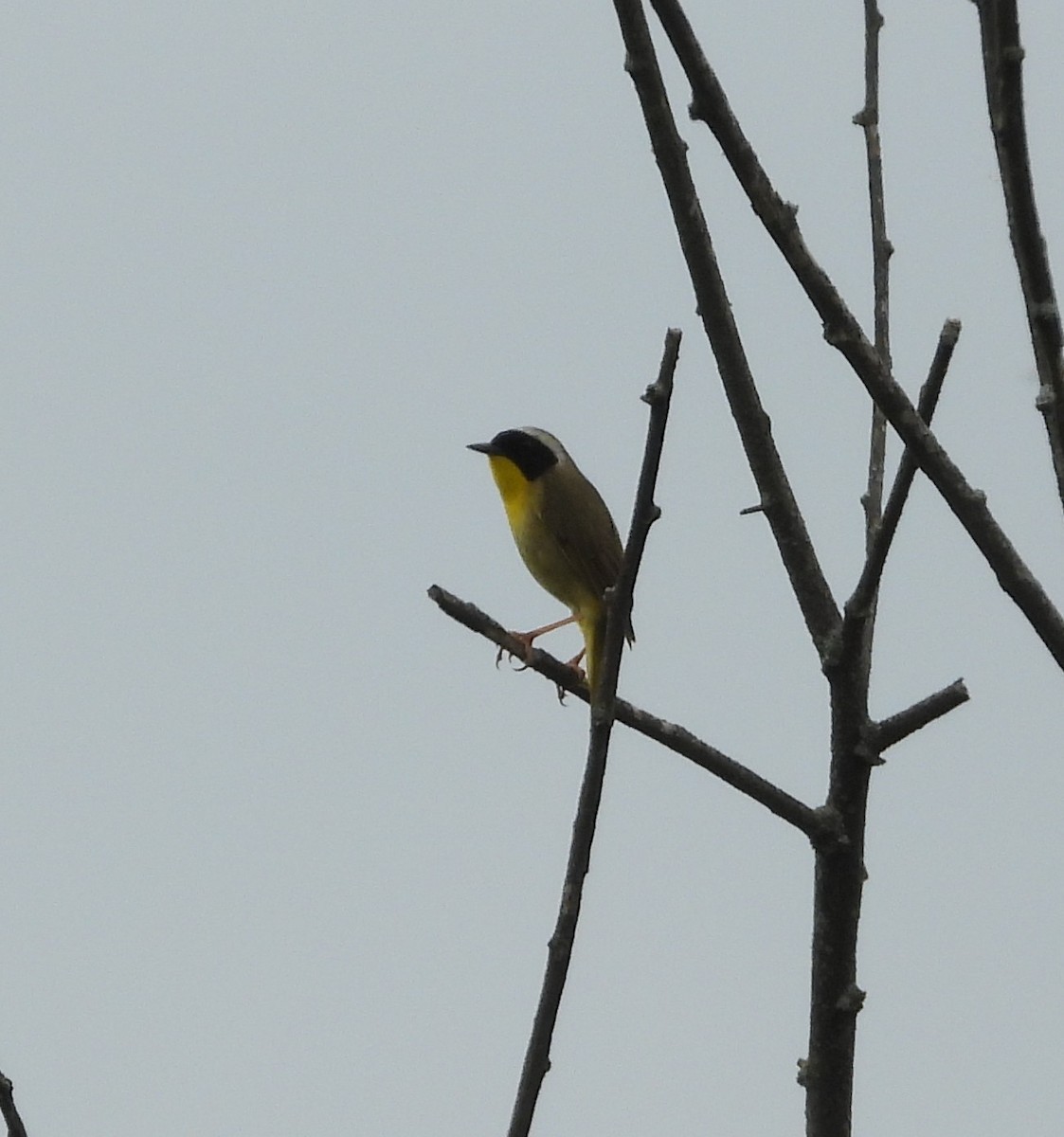 Common Yellowthroat - ML659398111