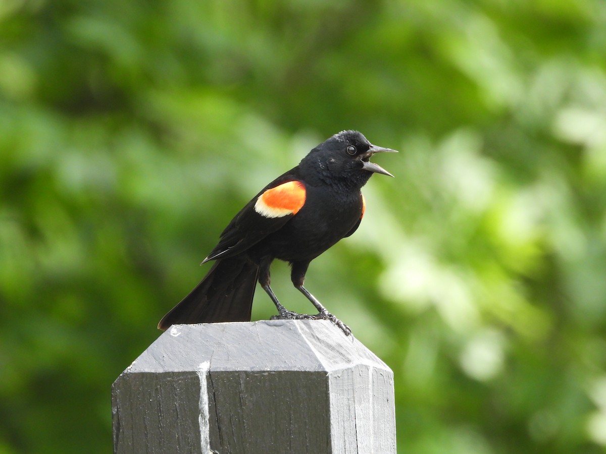 Red-winged Blackbird - ML659398125