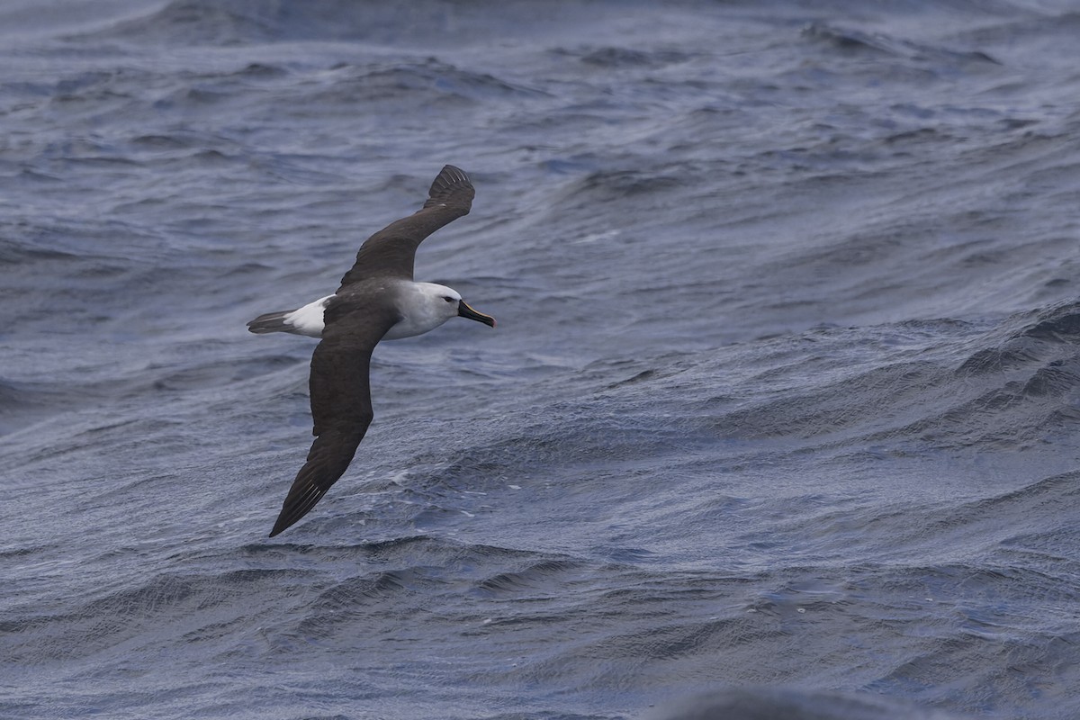 Atlantic Yellow-nosed Albatross - ML659398128
