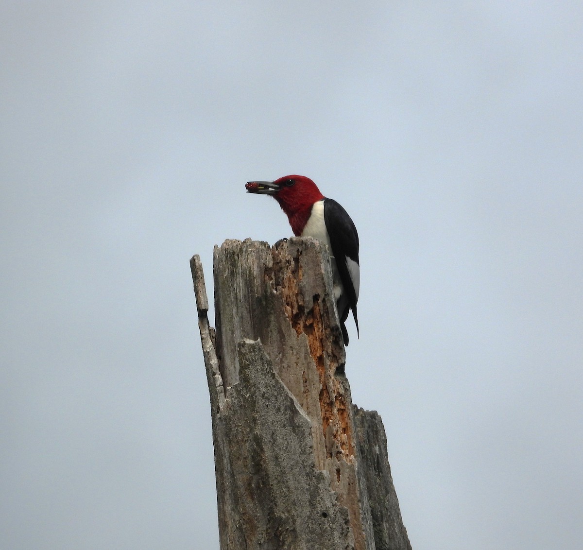 Red-headed Woodpecker - ML659398163