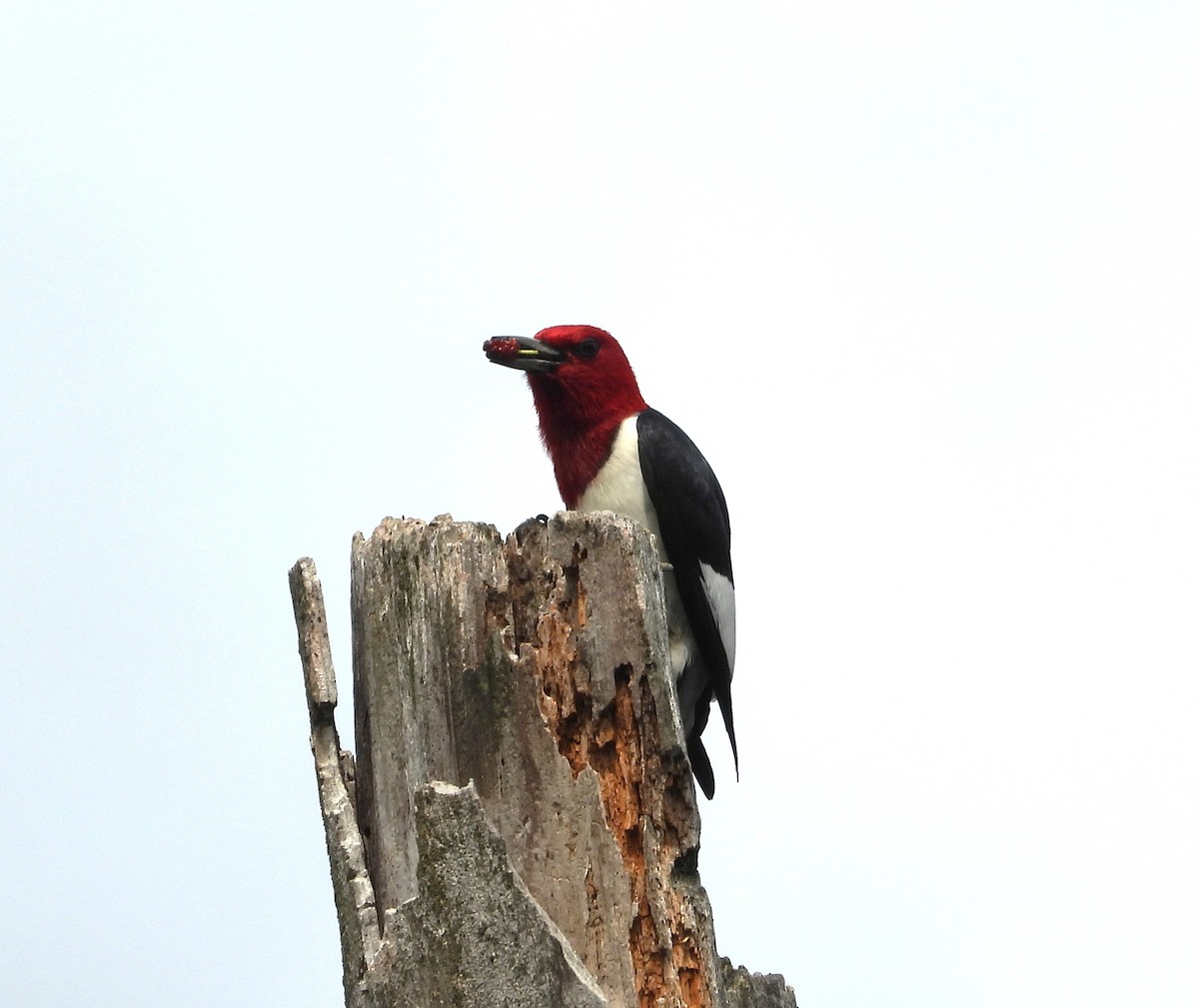 Red-headed Woodpecker - ML659398173