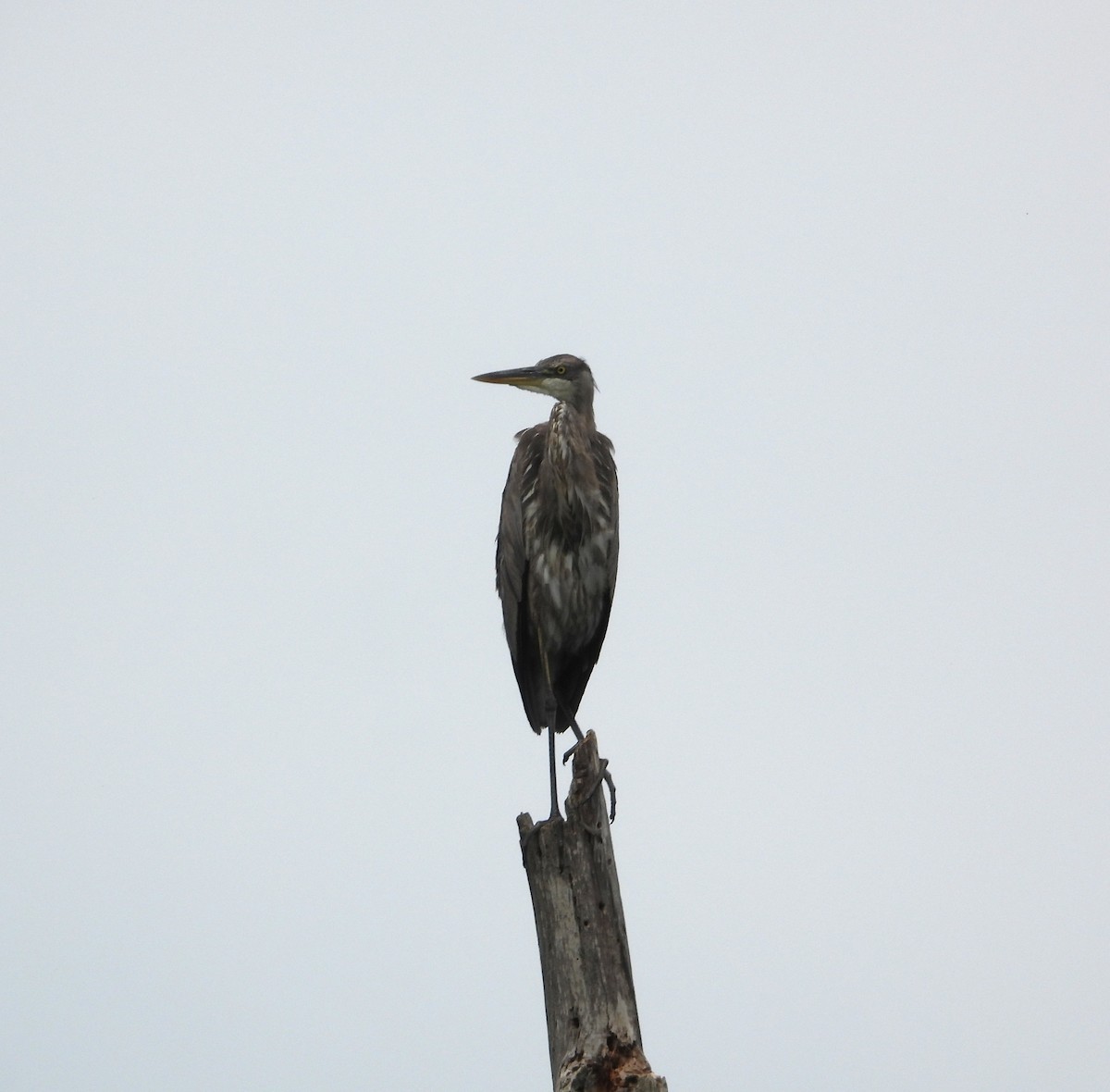 Great Blue Heron - ML659398193