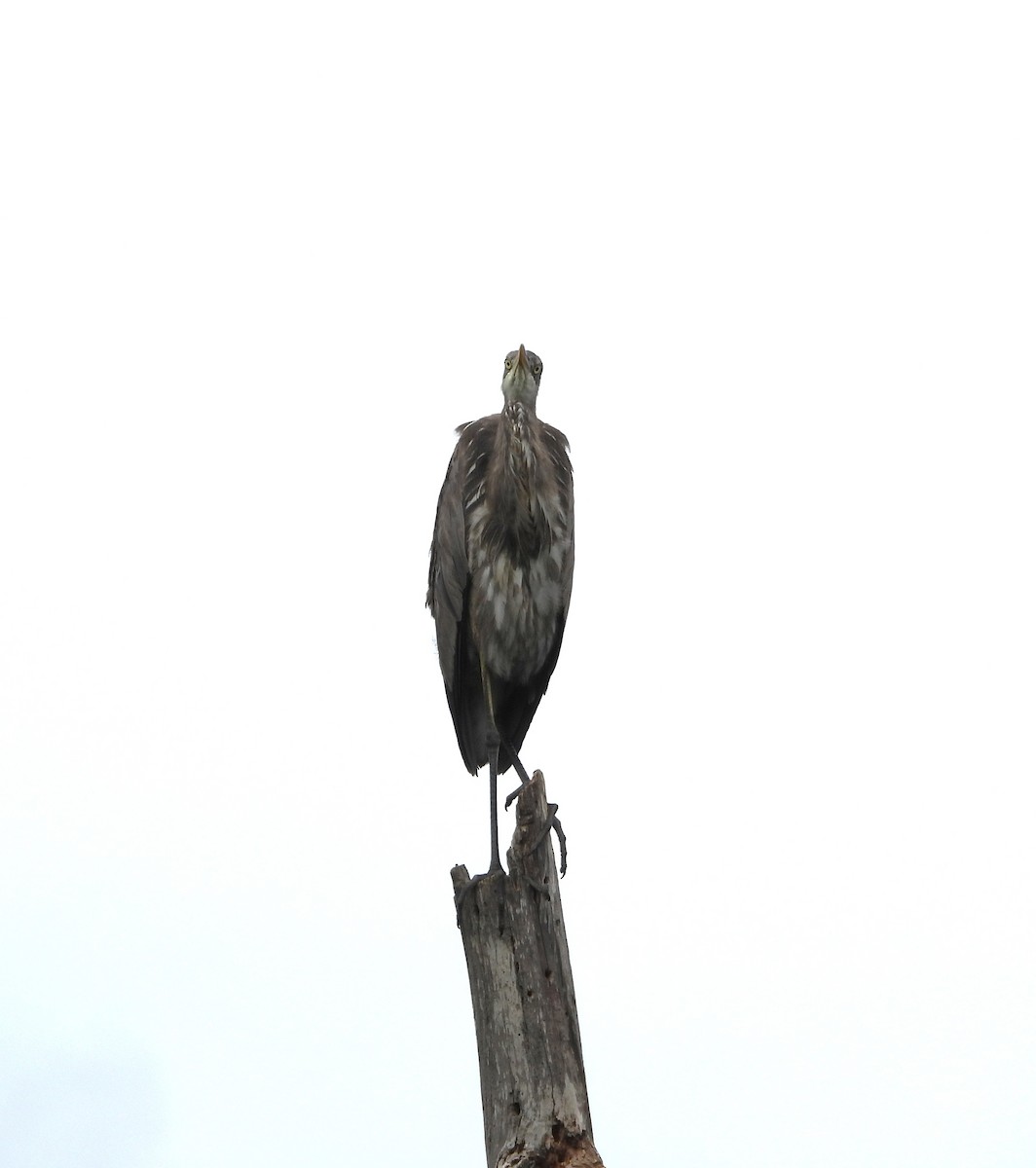 Great Blue Heron - ML659398201