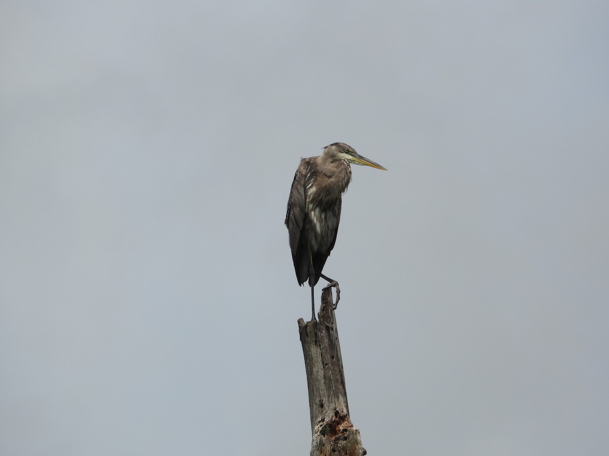 Great Blue Heron - ML659398203