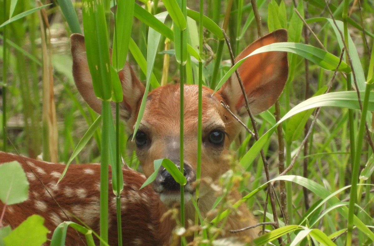 Animals - ML659398266