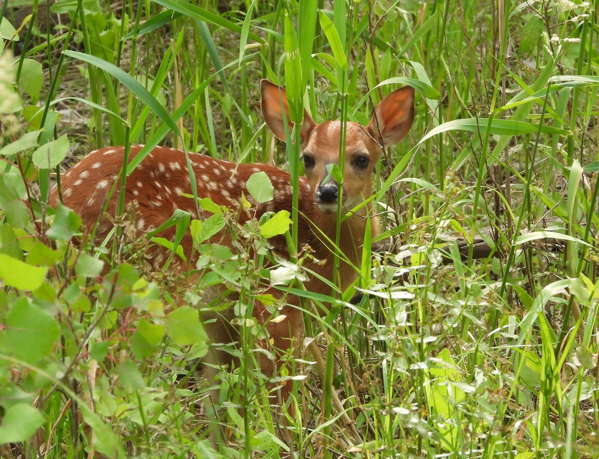 Animals - ML659398269