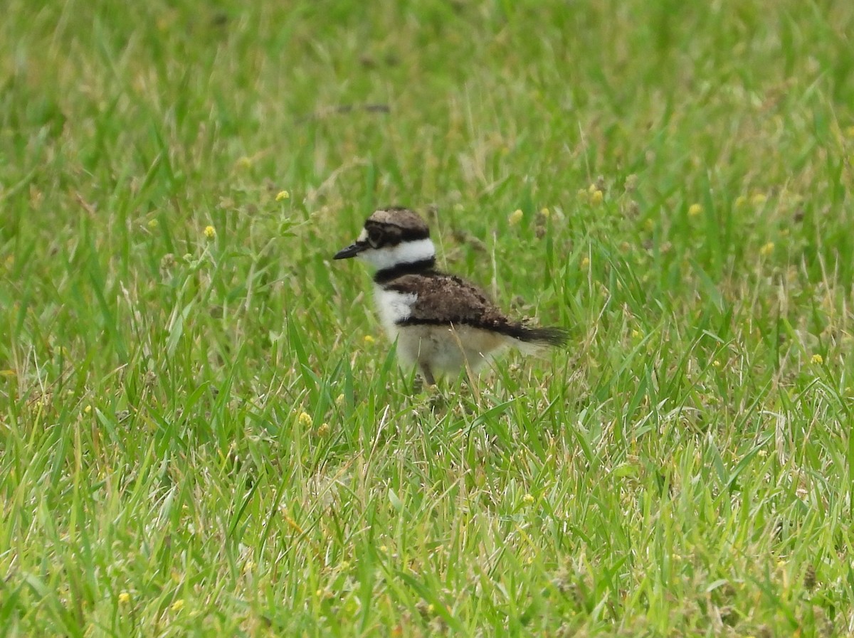Killdeer - ML659398313