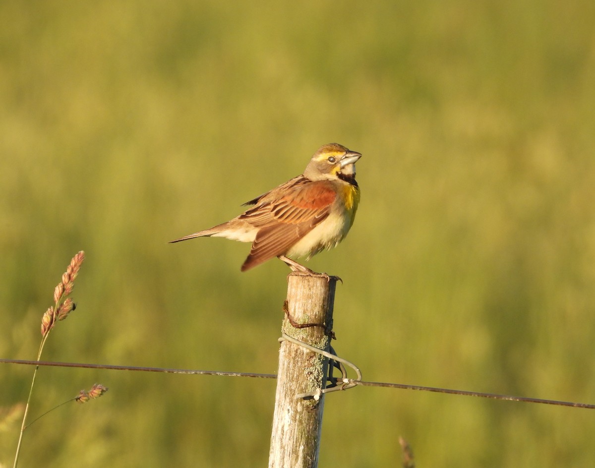 Dickcissel - ML659398476