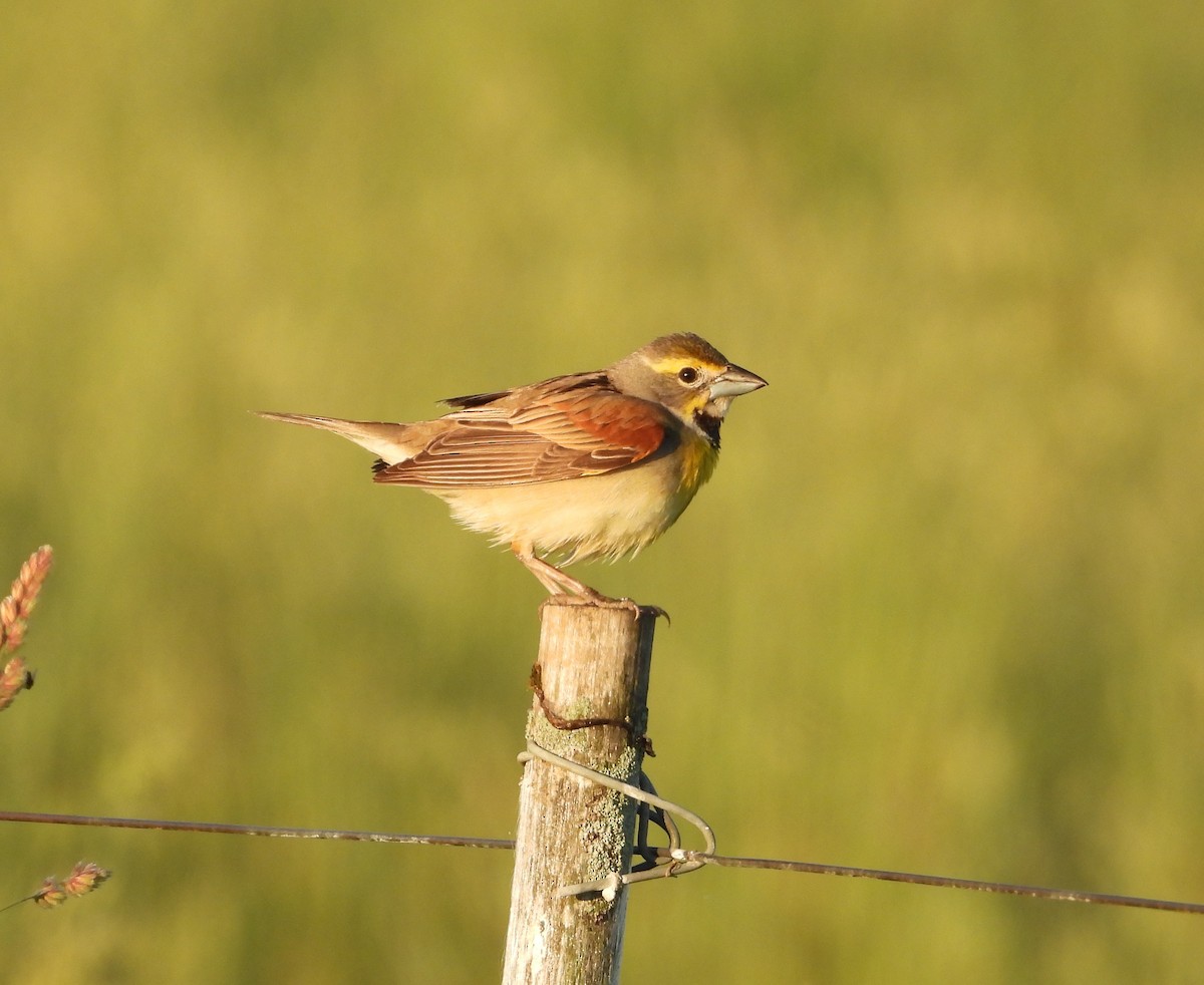 Dickcissel - ML659398486