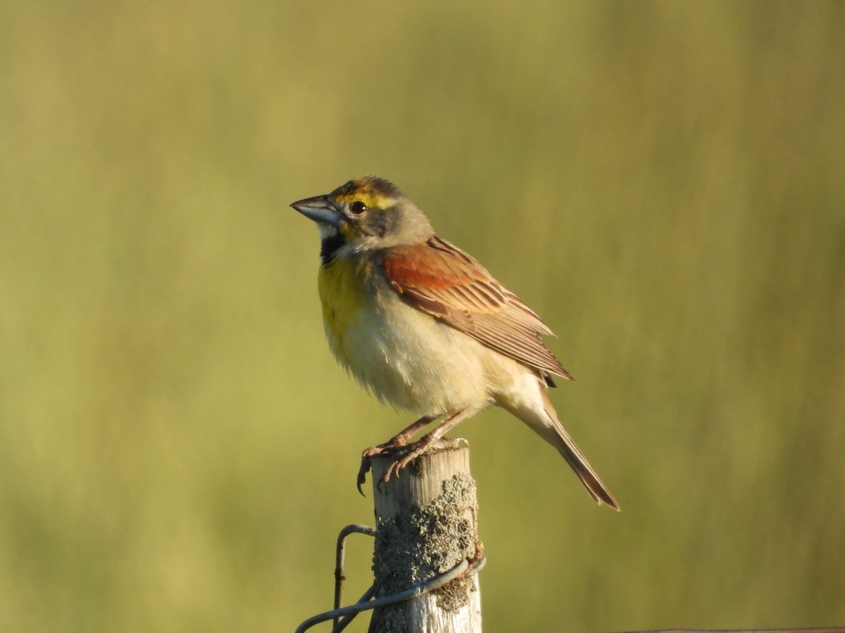 Dickcissel - ML659398496