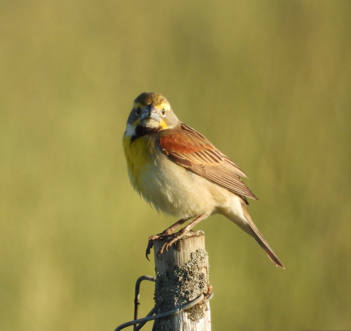 Dickcissel - ML659398497