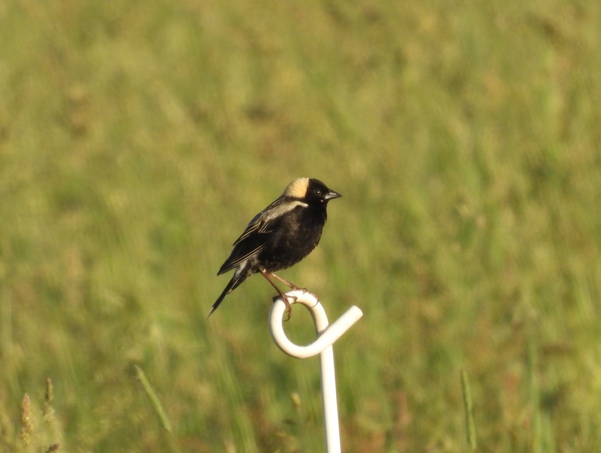 Bobolink - ML659398519