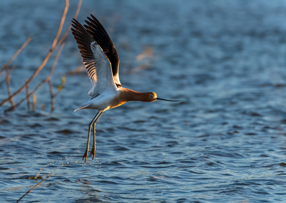 American Avocet - ML659398530