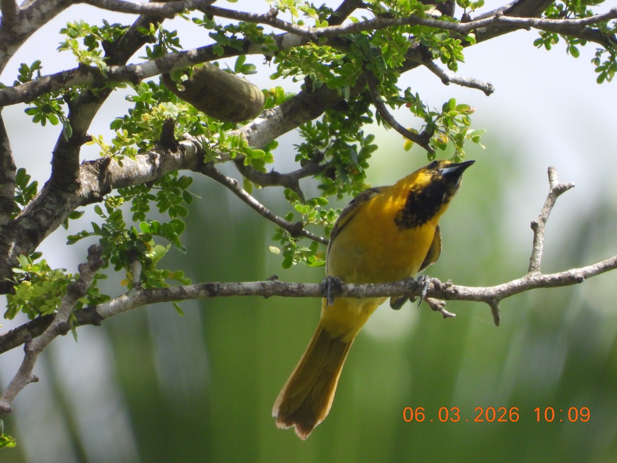 Altamira Oriole - ML659398706