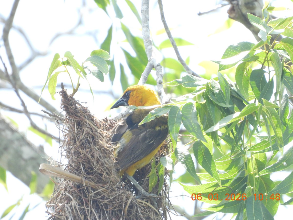 Altamira Oriole - ML659398707