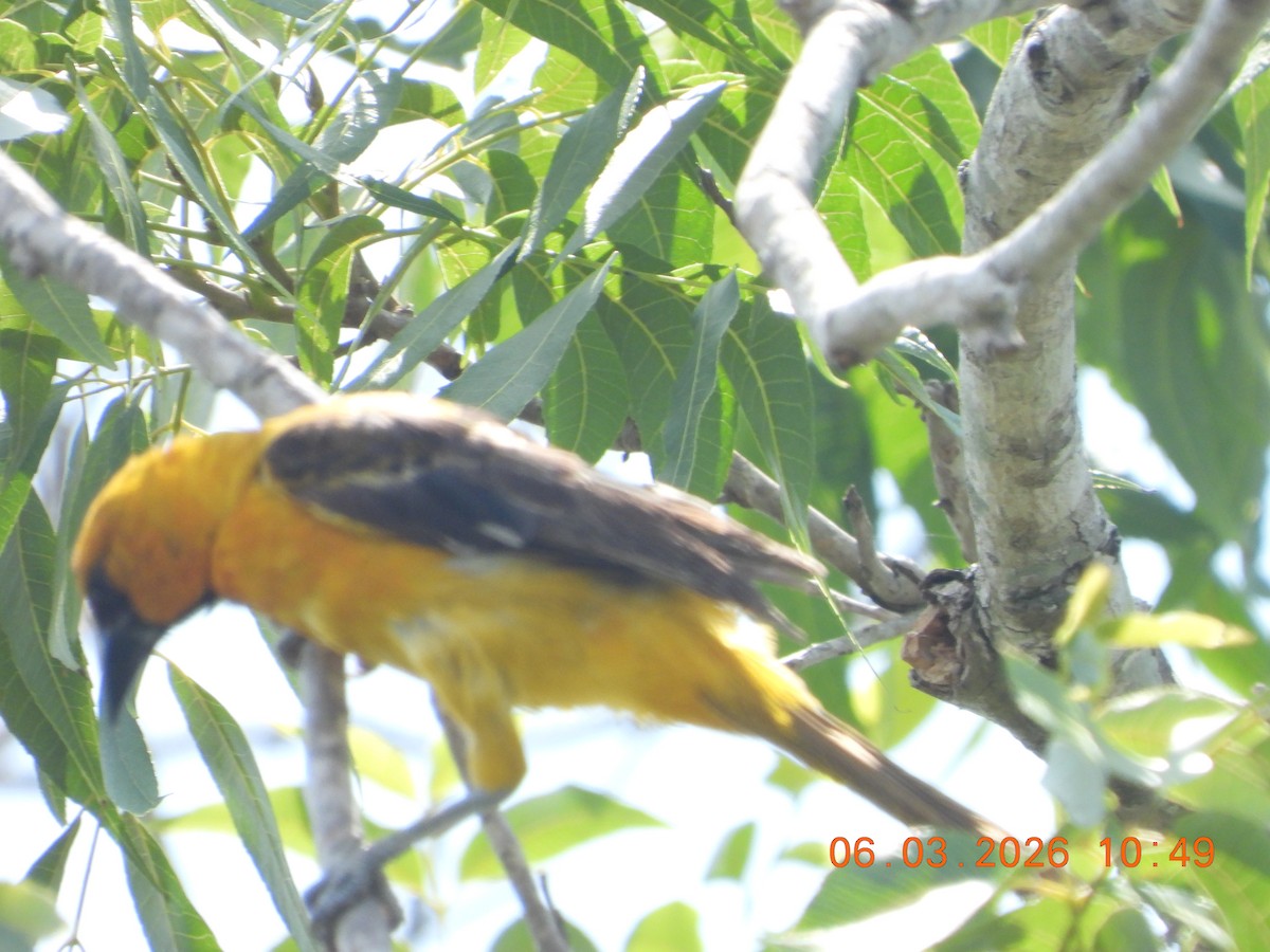 Altamira Oriole - ML659398709