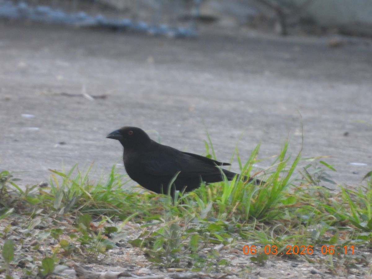 Bronzed Cowbird - ML659398736