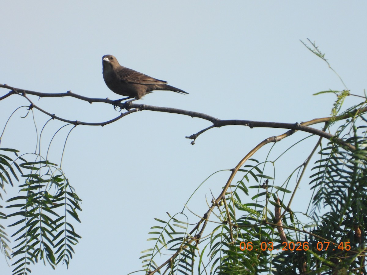 Brown-headed Cowbird - ML659398767