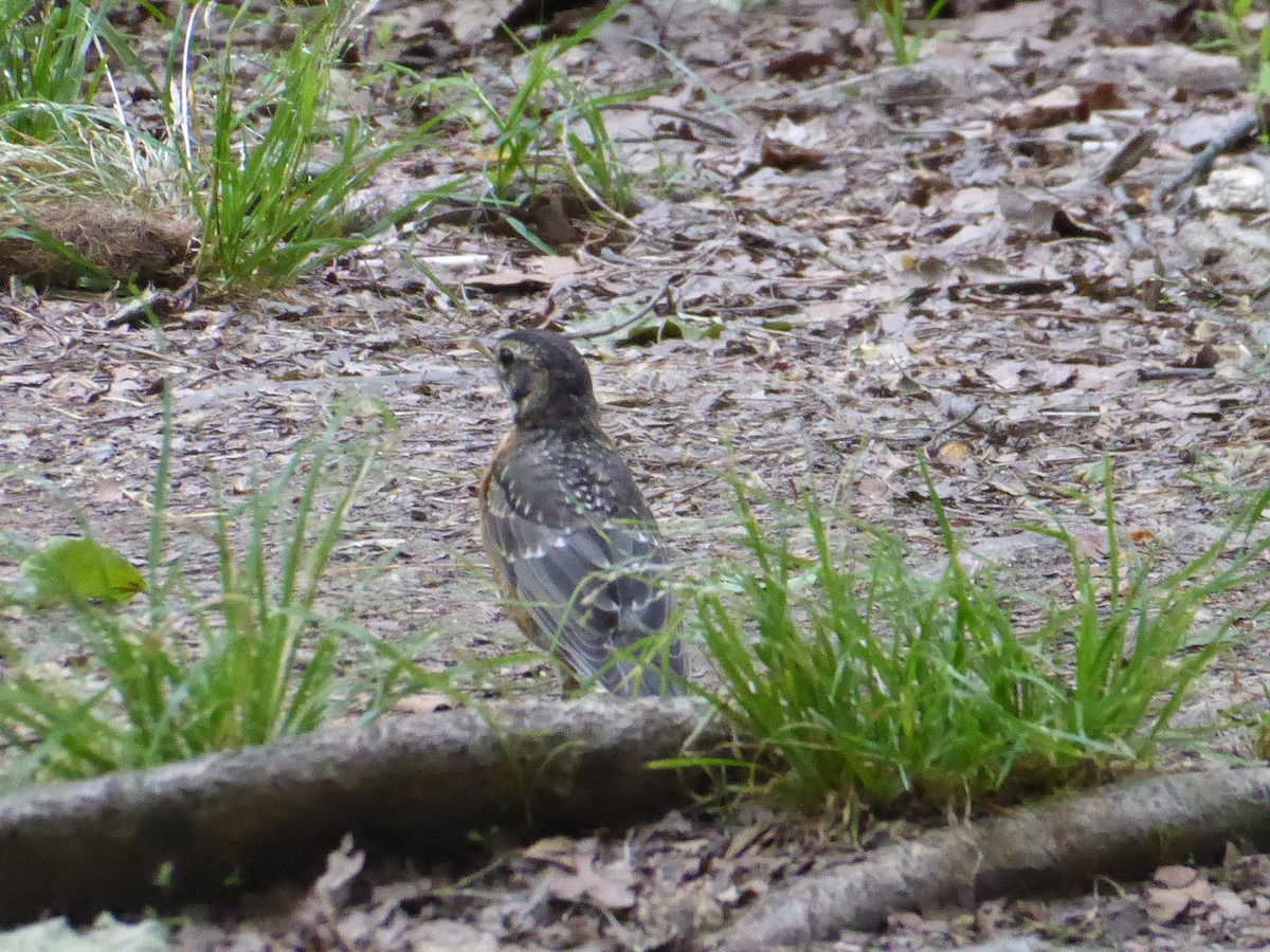 American Robin - ML659398899