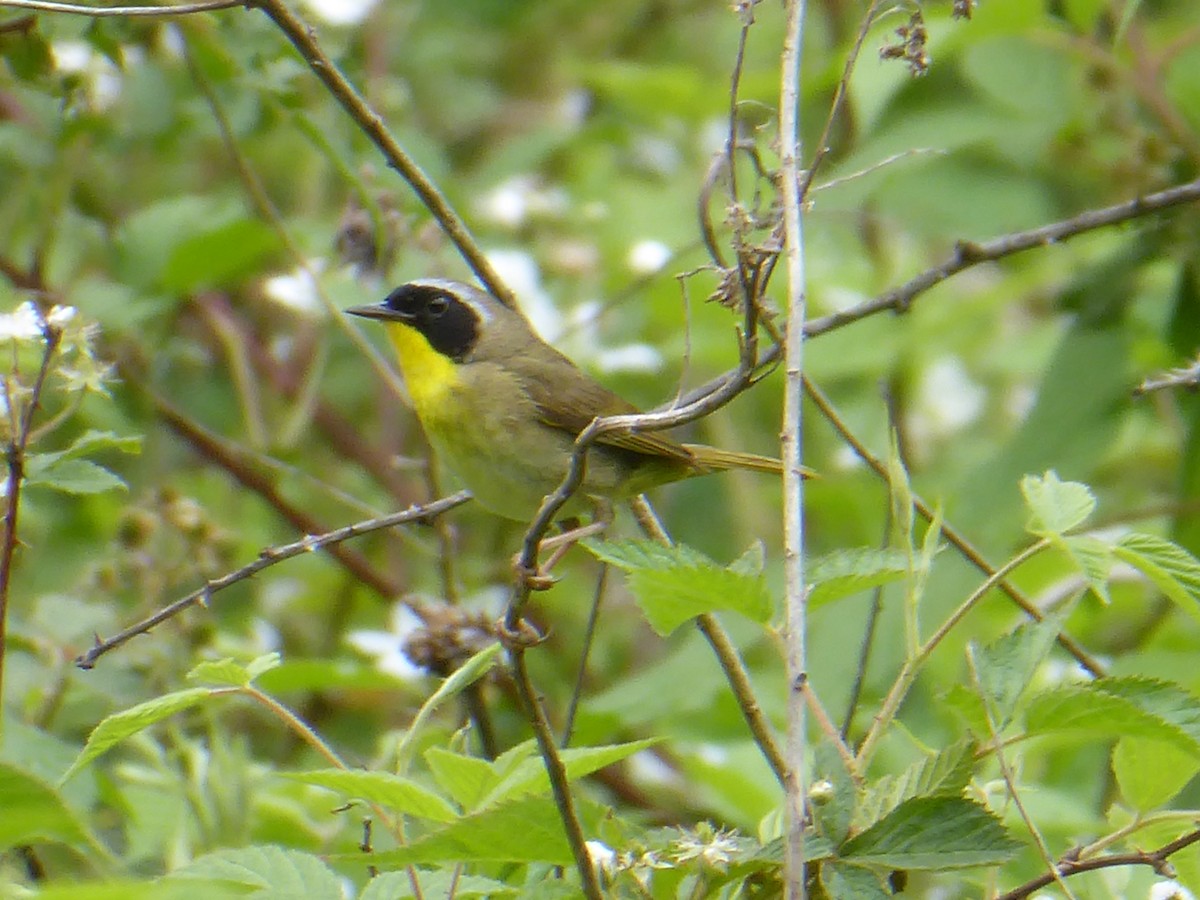 Common Yellowthroat - ML659398912