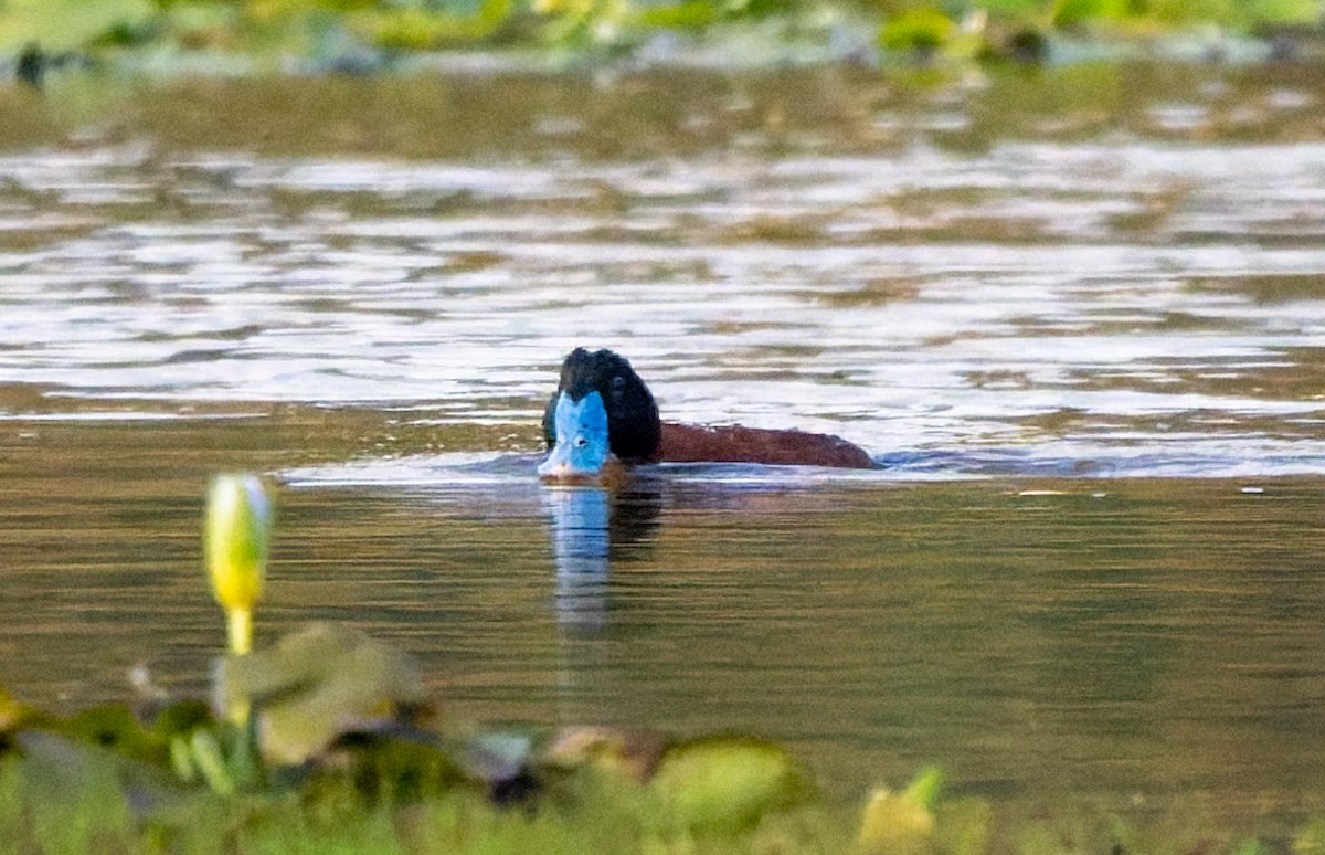 Maccoa Duck - ML659398967