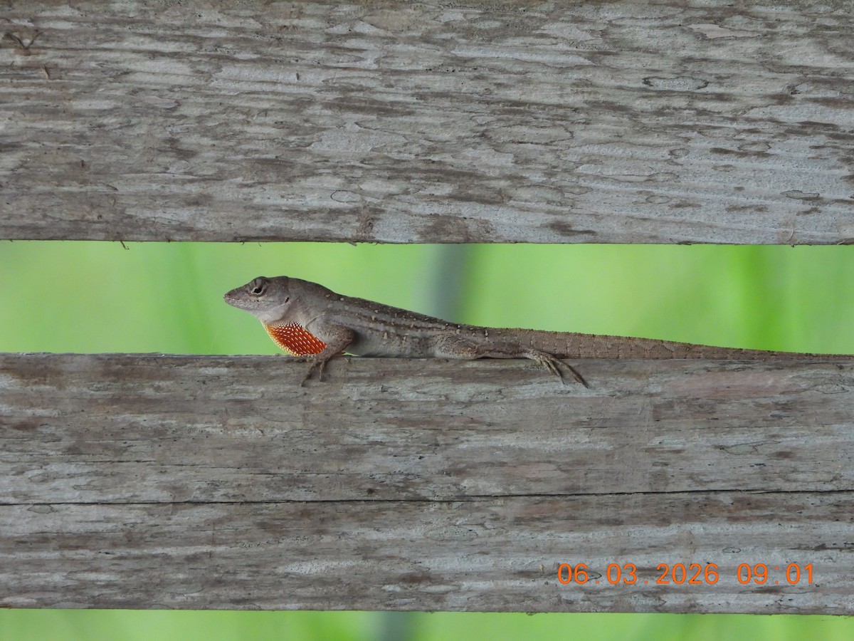 Brown Anole - ML659399004