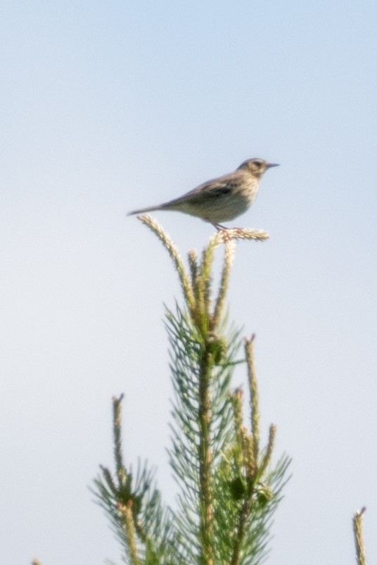 Tree Pipit - ML659399233