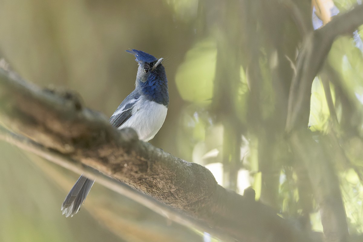 African Crested Flycatcher - ML659399249