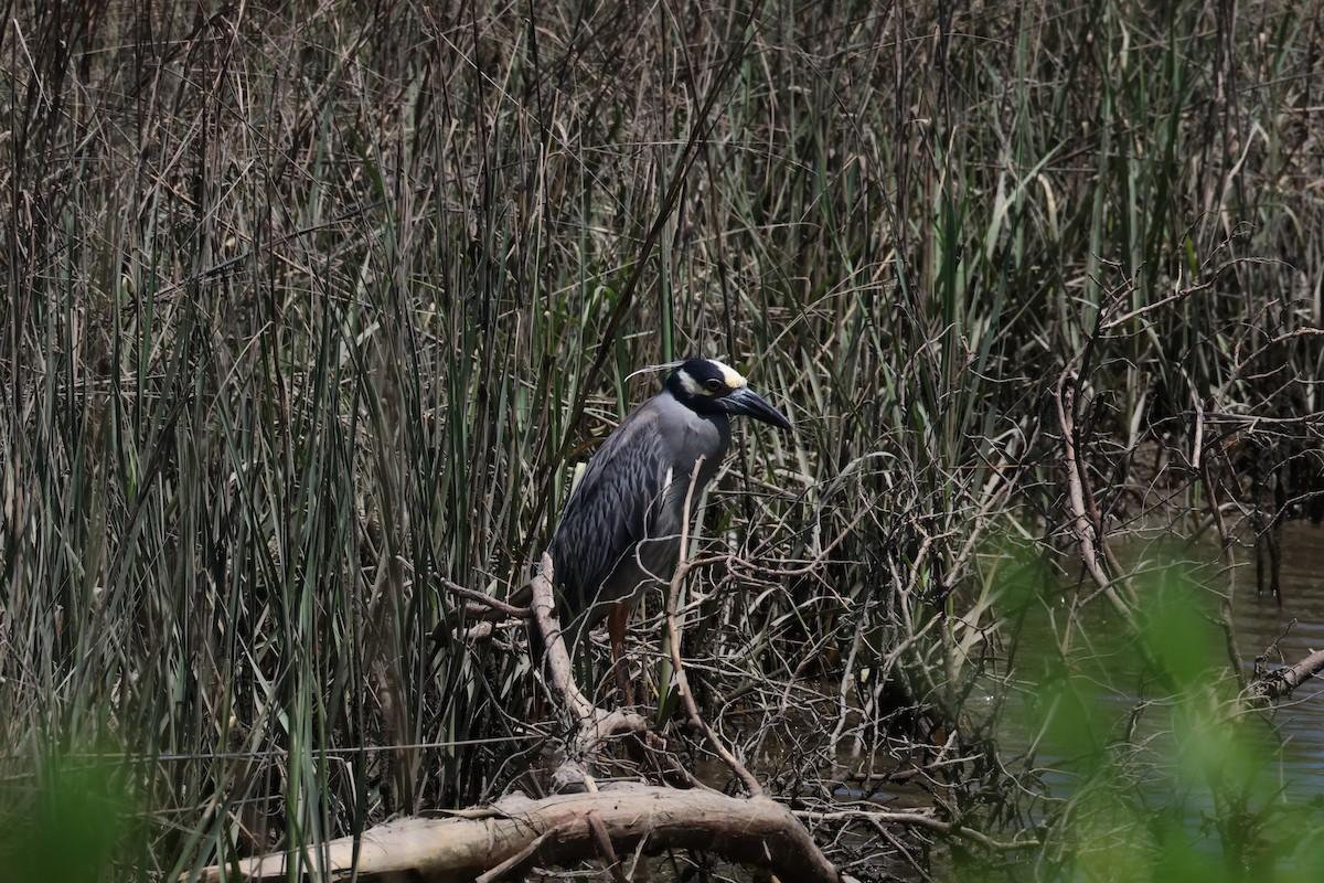 gulkronehegre - ML659399338