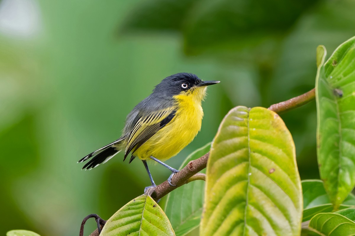 Common Tody-Flycatcher - ML659399904