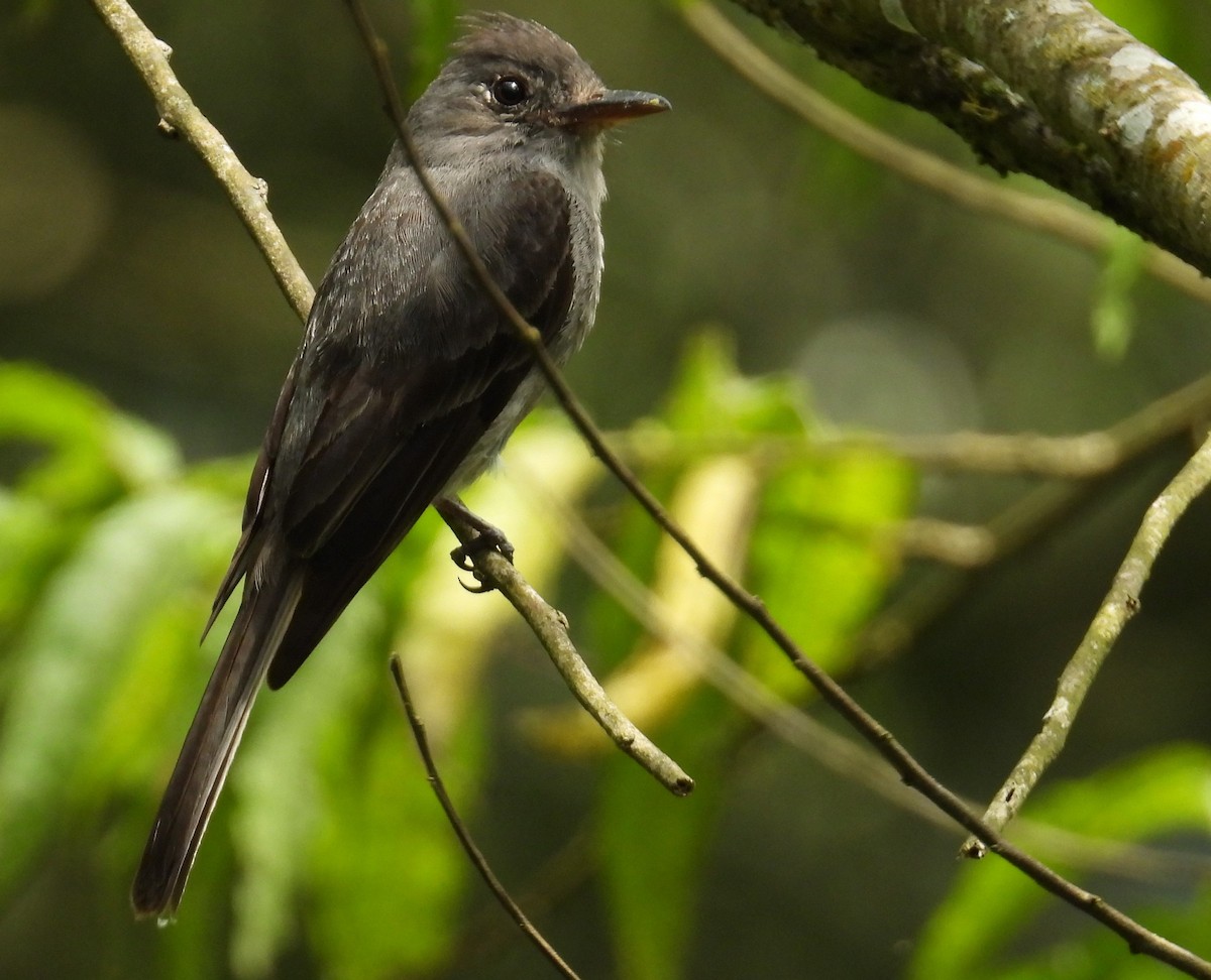 Smoke-colored Pewee - ML659400425