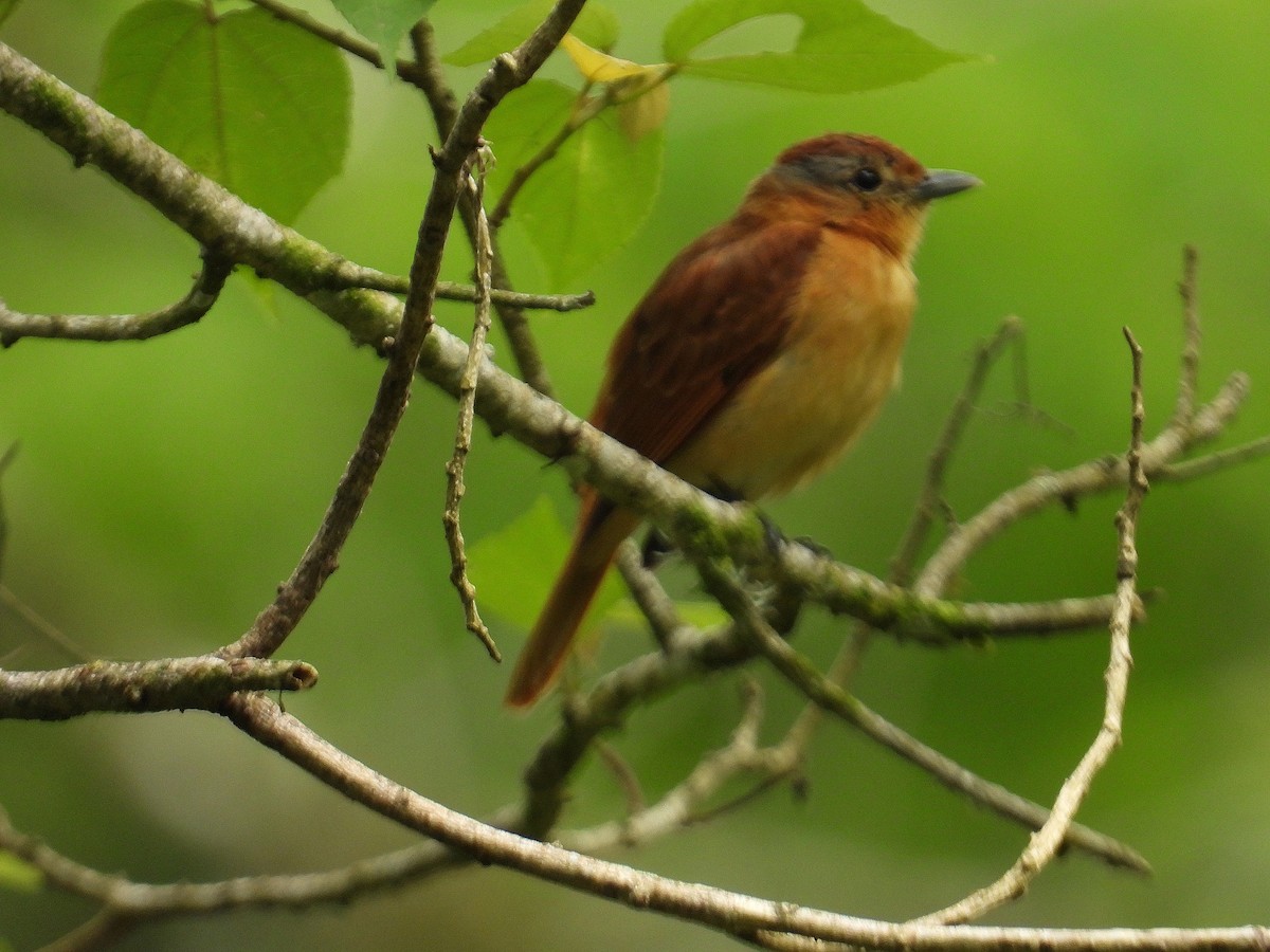 Chestnut-crowned Becard - ML659400445