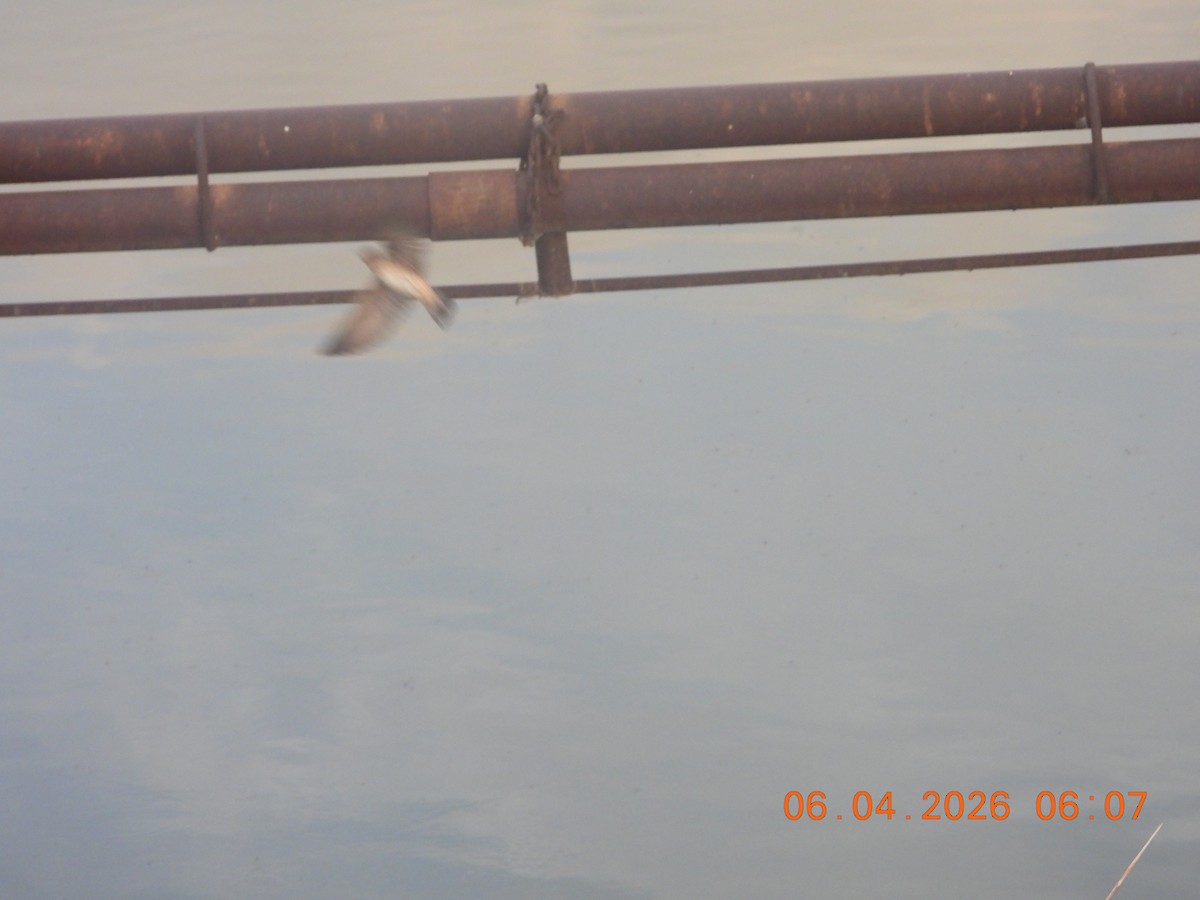 Cave Swallow - ML659400670