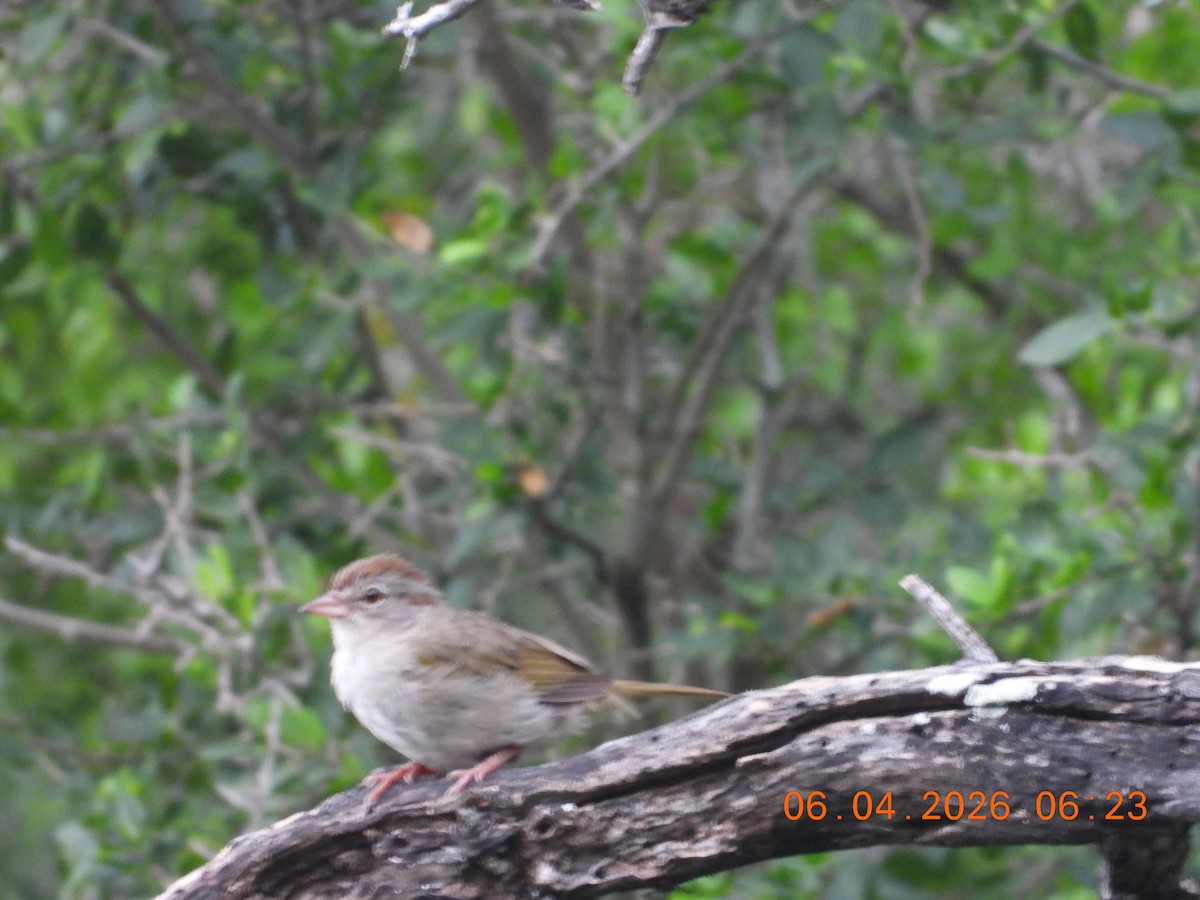 Olive Sparrow - ML659400700