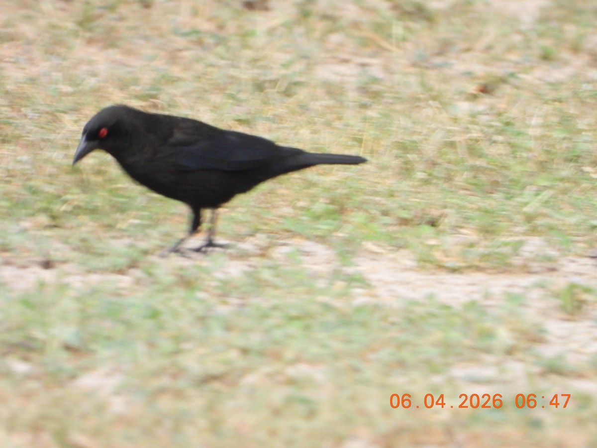 Bronzed Cowbird - ML659400706