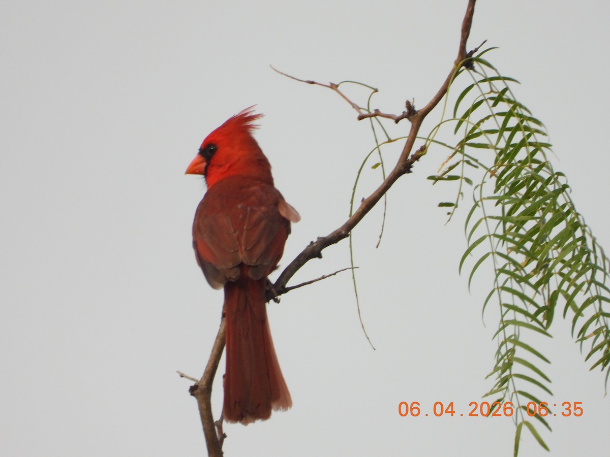 Northern Cardinal - ML659400746