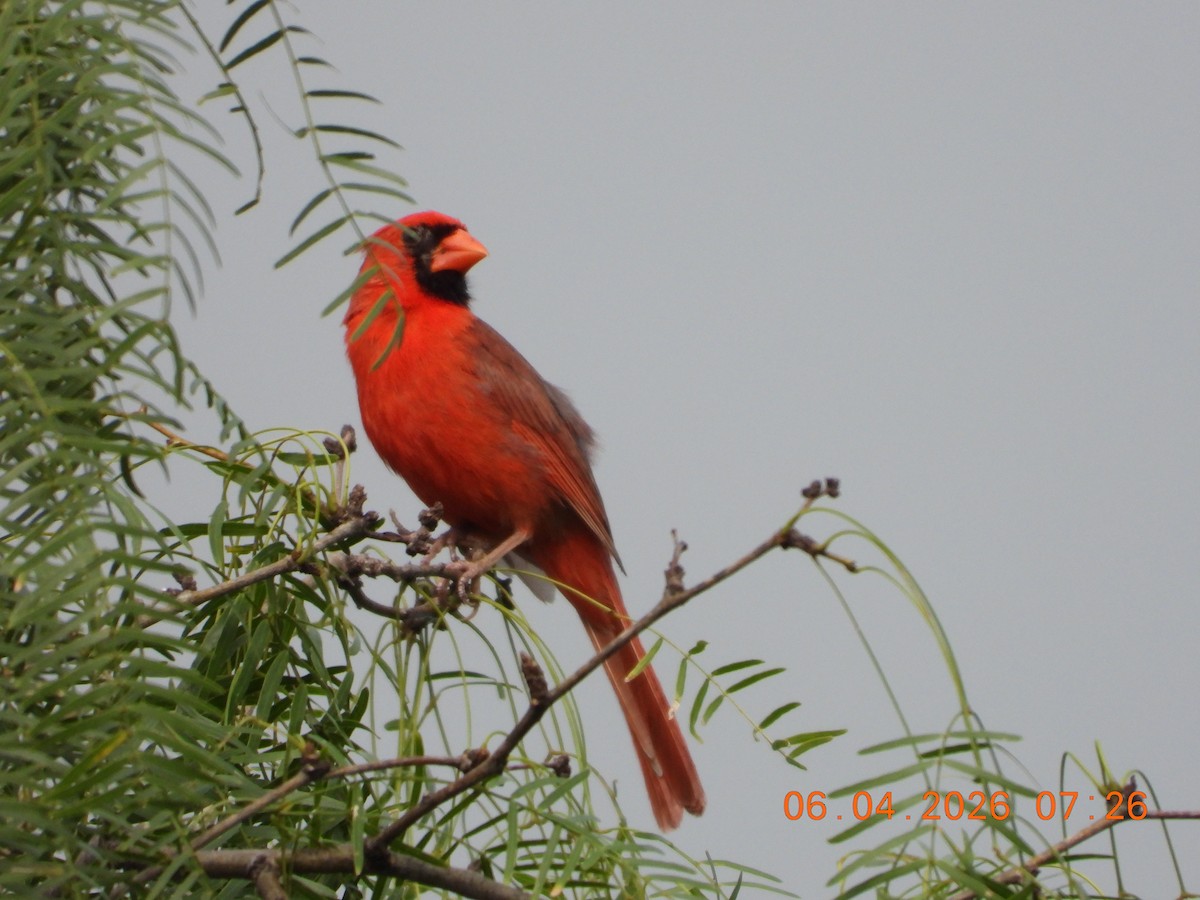 Northern Cardinal - ML659400747