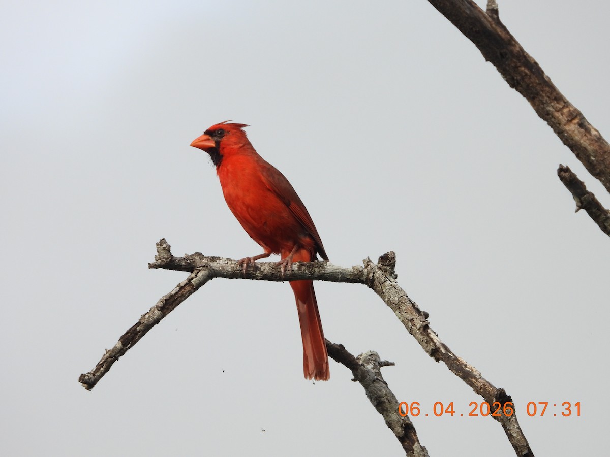 Northern Cardinal - ML659400748