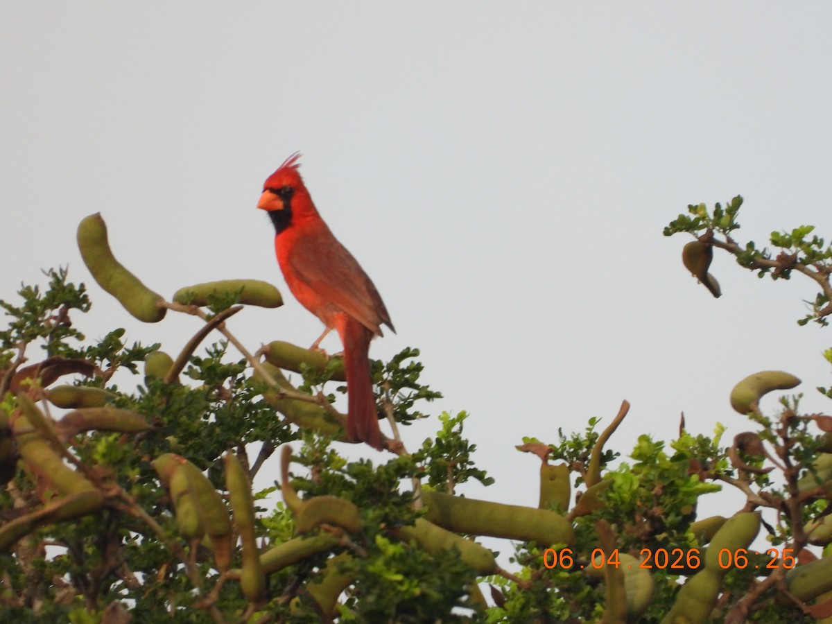 Northern Cardinal - ML659400752