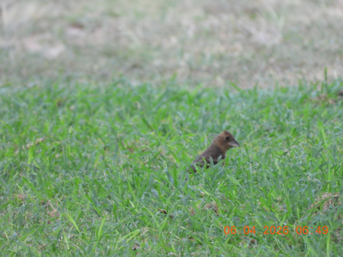 Blue Grosbeak - ML659400766