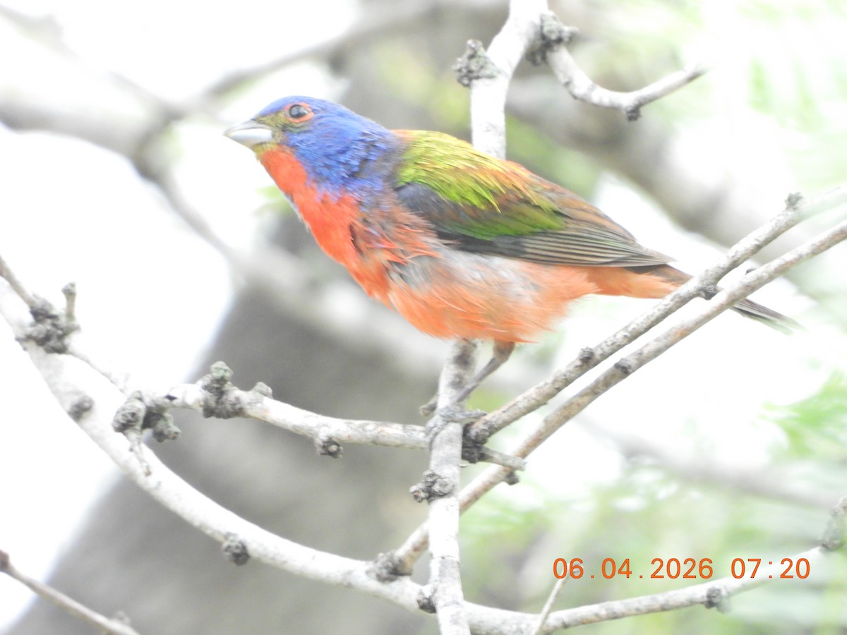 Painted Bunting - ML659400795