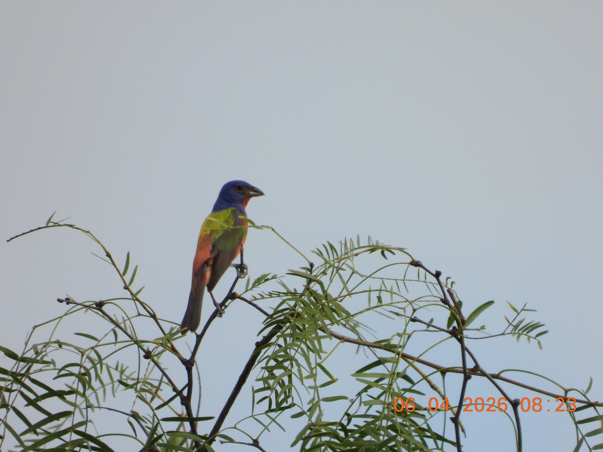 Painted Bunting - ML659400796