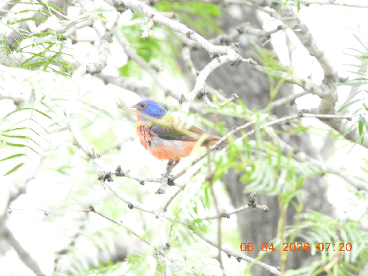 Painted Bunting - ML659400797