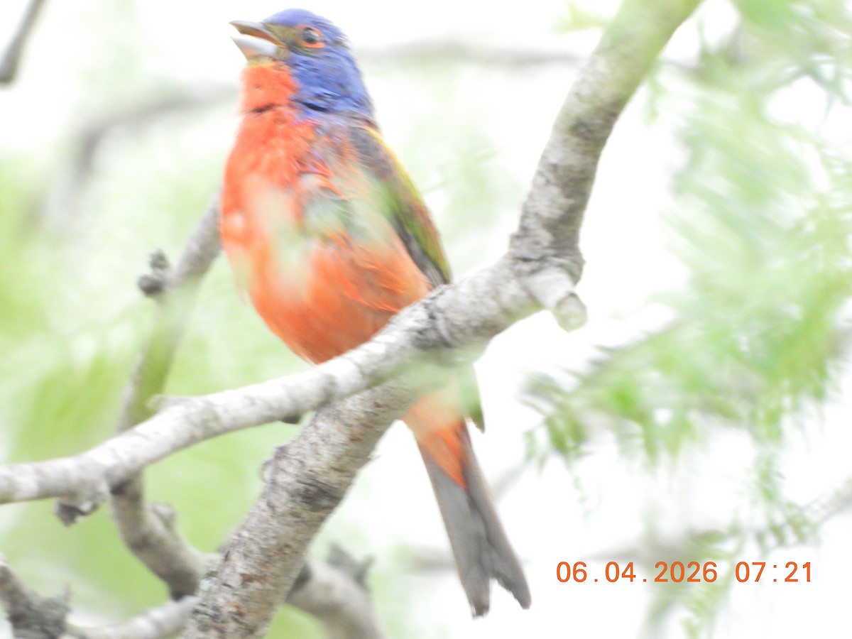 Painted Bunting - ML659400798