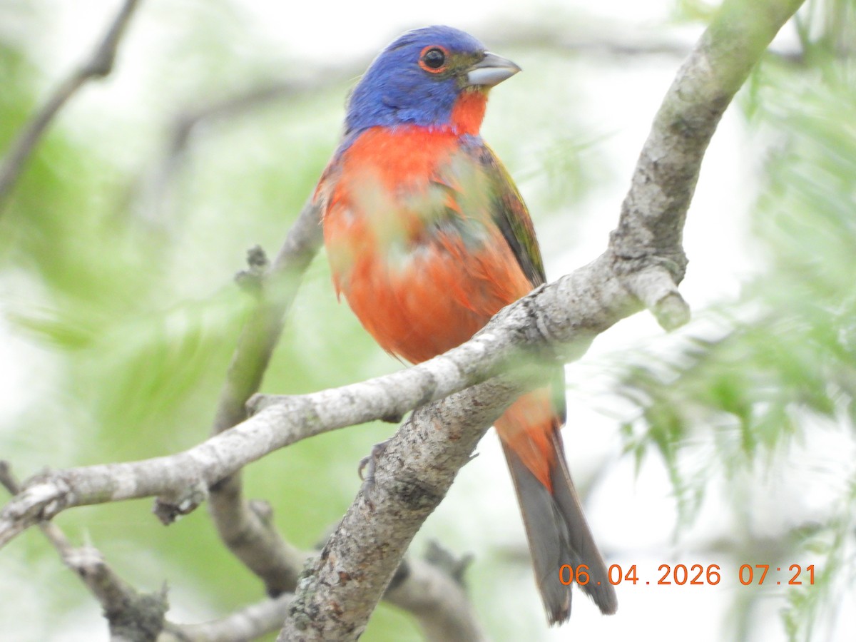 Painted Bunting - ML659400799