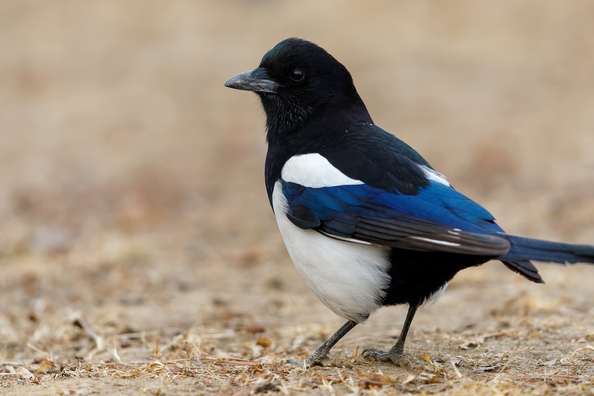 カササギ - ML659400830