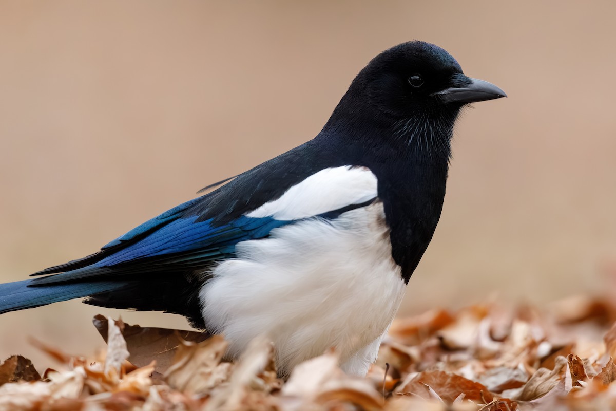 カササギ - ML659400843
